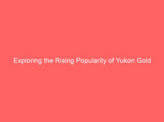 Exploring the Rising Popularity of Yukon Gold Casino in New Zealand
